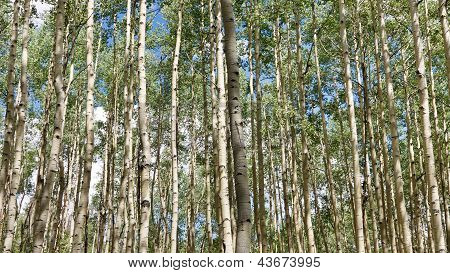 Espe Wald