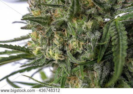 Detail Of A Bruce Banner Cannabis Plant Isolated On White