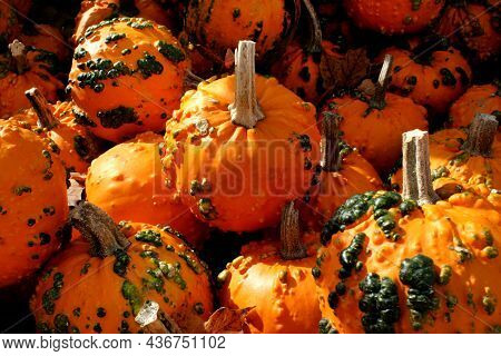 Large Grouping Of Bright Orange Knucklehead Pumpkins