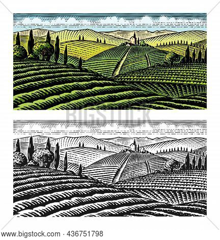 Scenic View Of Vineyards. Fields And Hills Of Tuscany. Panoramic Vine Plantation In Chianti. French 