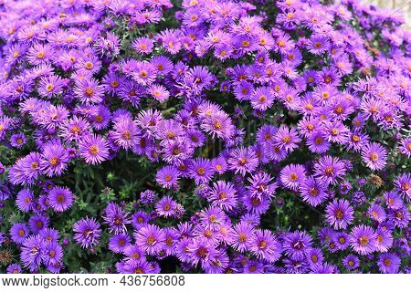 Japanese Aster Or Kalimeris Incisa Flowers Close Up