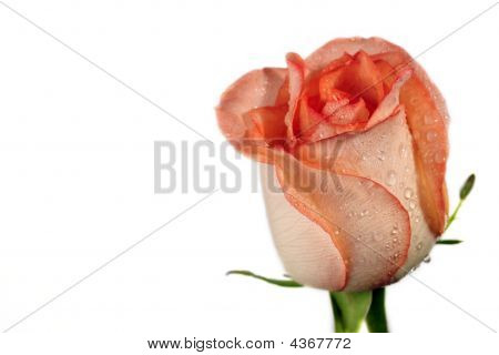 Rose.