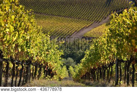 Beautiful Rows Of Vineyards Turn Yellow Under The Sunset Light In Autumn. Chianti Classico Area Near