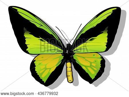 Goliath Birdwing Male - Beautiful Colorful Butterfly Ornithoptera Goliath Isolated On White Backgrou