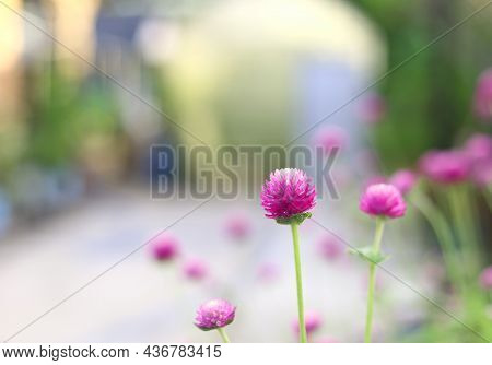 Nature Background - Gomphrena Globosa, Globe Amaranth, Bachelor Button