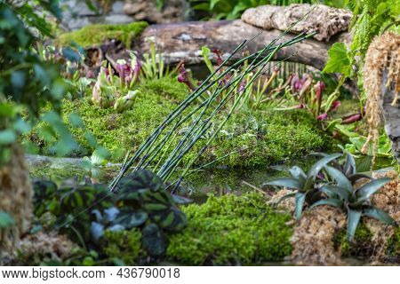 Perennial Herbs Plant Equisetum Hyemale Of The Equisetaceae Family