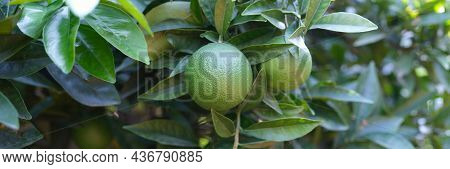 Unripe Green Tangerine Growing On Tree Closeup