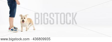 Shaggy Dog Stands Next To Child On White Background. Isolated From The Background. Panoramic Frame.