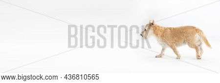 Multi-breed Dog Walks On White Background Fully Isolated From Background. Panoramic Frame.