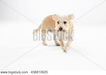 Multiracial Small Dog Walks Hesitantly Against White Background. Isolated From The Background.