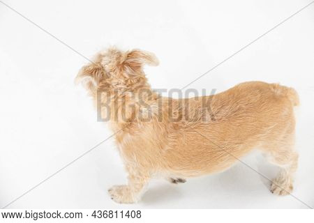 A Light Brown Dog Walks And Looks Around In A White Room. View From Above. Isolated From The Backgro