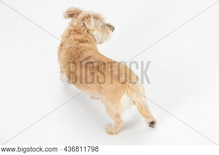 A Light Brown Dog Walks And Looks Around In A White Room. View From Above. Isolated From The Backgro