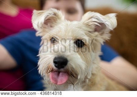 The Shaggy Dog In The Foreground And The People, Son And Mother, In The Background. Close-up Frame.