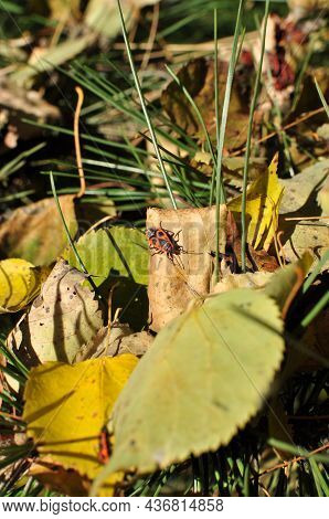 Forest Bug On A Dry Leaf. Autumn, Red-black, Forest Bug On A Leaf Of A Tree. Sunny Day.