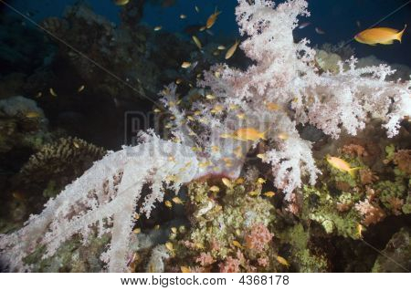 Softcoral