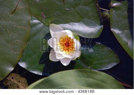 Vodjannaja Lily