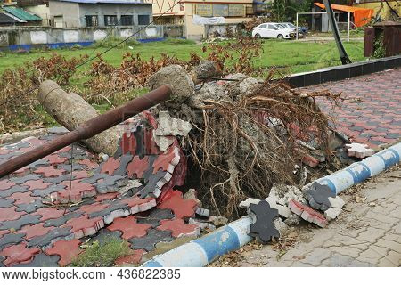 Howrah, West Bengal, India - 31st May 2020 : Super Cyclone Amphan Uprooted Tree And The Force Raised
