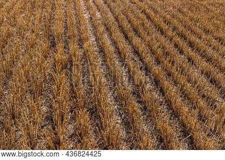 Stubble In The Field After Harvest. Cut Stalks Of Cereals In The Field In Summer. Slender Rows Of Gr