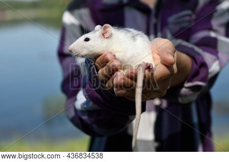 The Pet Rat Dumbo Sits On The Hands Of The Hostess On A Walk In The Park On A Sunny Summer Day. Port