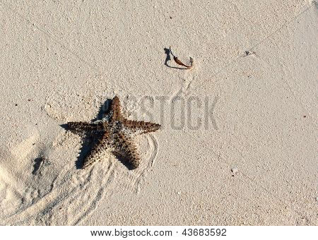 巴哈马海星