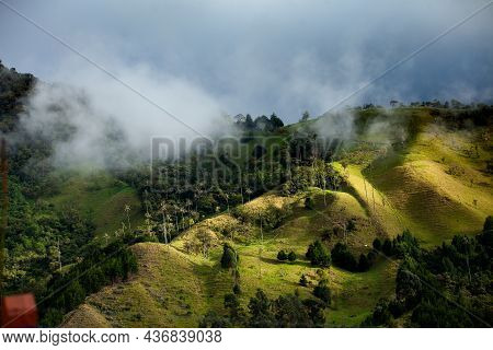 View Of The Beautiful Cloud Forest And The Quindio Wax Palms At The Cocora Valley Located In Salento