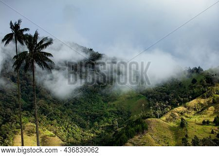 View Of The Beautiful Cloud Forest And The Quindio Wax Palms At The Cocora Valley Located In Salento