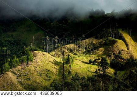 View Of The Beautiful Cloud Forest And The Quindio Wax Palms At The Cocora Valley Located In Salento