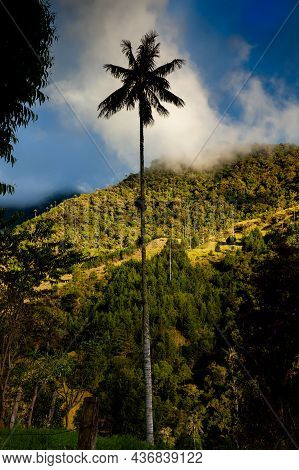 View Of The Beautiful Cloud Forest And The Quindio Wax Palms At The Cocora Valley Located In Salento