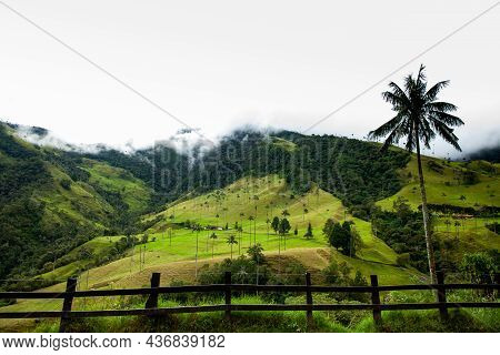 View Of The Beautiful Cloud Forest And The Quindio Wax Palms At The Cocora Valley Located In Salento