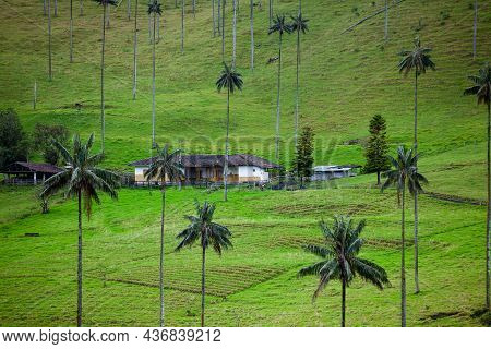 Quindio Wax Palms At The Cocora Valley Located In Salento In The Quindio Region In Colombia.