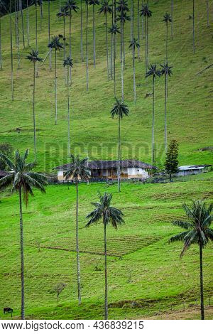 Quindio Wax Palms At The Cocora Valley Located In Salento In The Quindio Region In Colombia.
