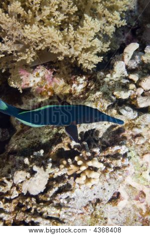 indischer Vogel-Lippfisch