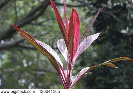 Madagascar Dragon Tree Dracaena Marginataasparagaceaeuses: Purify The Air, Remove Formaldehyde, Benz