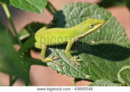 Lagarto Anolis carolinensis