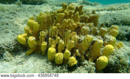 Yellow Tube Sponge Or Golden Sponge, Aureate Sponge (aplysina Aerophoba) Undersea, Aegean Sea, Greec