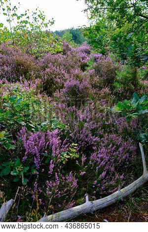 Purple Pink Heather See Through With Trees On The Side. Heathland And Forest Area Called Den Treek H