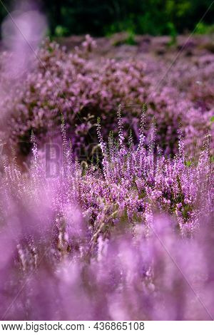 Purple Pink Heather With Selective Field Of Focus. Heathland And Forest Area Called Den Treek Hensch