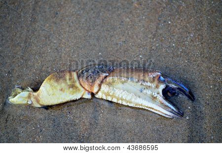 Krabba klo på en strand