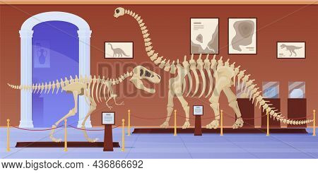 Empty Museum Of Paleontology With Dinosaurs Skeletons Vector Flat Cartoon Illustration