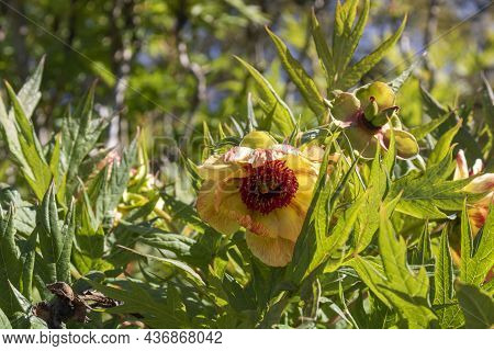 Paeoniaceae Paeonia Delavayi In The Garden. Yellow Peony Flowers.