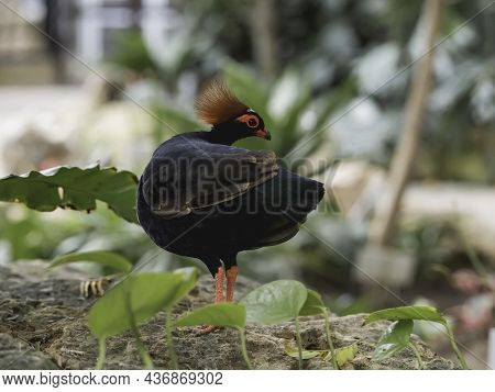 Full-length Portrait Of Crested Partridge Or Rollulus Rouloul. Bird Also Known As Roul-roul, Red-cro