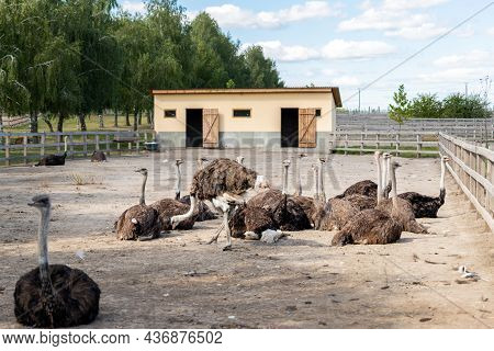 Many Big African Ostrich Birds Walking In Paddock With Wooden Fence On Poultry Farm Yard Against Blu