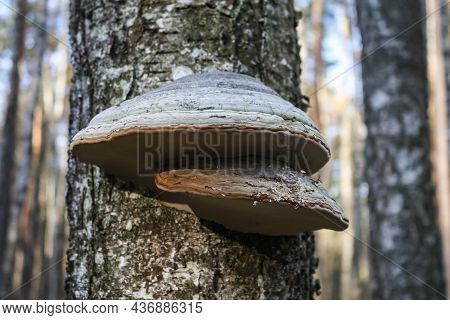 The Real Tinder Fomes Fomentarius Is A Mushroom From The Coriol Family.