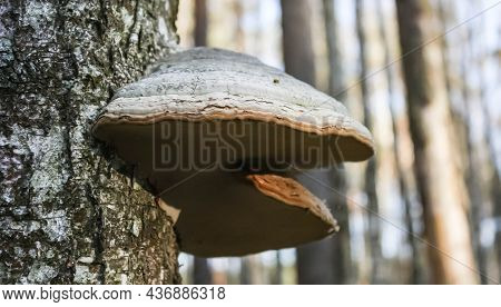 The Real Tinder Fomes Fomentarius Is A Mushroom From The Coriol Family.