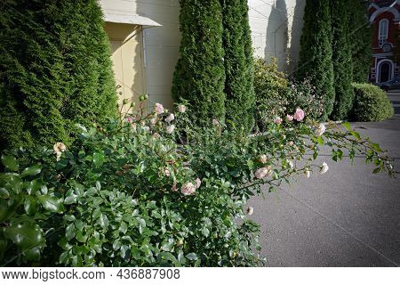 Rose Bushes In Front Of The House. Element Of Landscape Design. A Combination Of Green Pyramidal Thu