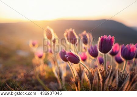 Purple Wild Crocus Flavus Flower Or Pulsatilla Or Pasque Flower Growing At Sunset Outdoors. Early Si