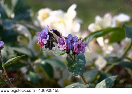 In A Flower Bed The Helleborus And A Pulmonaria Blossom. A Pulmonaria Inflorescence In The Foregroun