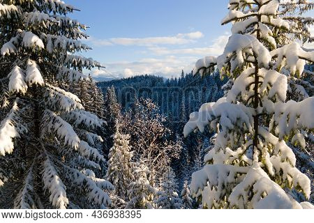 Aerial Winter Landscape With Spruse Trees Of Snow Covered Forest In Cold Mountains In The Evening.