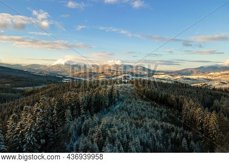 Winter Landscape With Spruse Trees Of Snow Covered Forest In Cold Mountains.