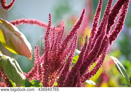 Indian Red Amaranth Plant Growing In Summer Garden. Leaf Vegetable, Cereal And Ornamental Plant, Sou